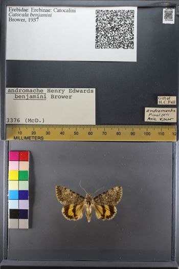 Media type: image;   Entomology 749334